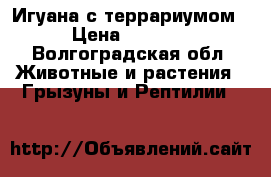 Игуана с террариумом › Цена ­ 7 000 - Волгоградская обл. Животные и растения » Грызуны и Рептилии   